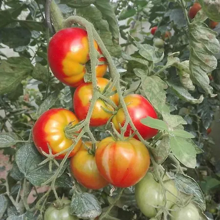 Le Lit De La Saâne Auzouville-sur-Saane